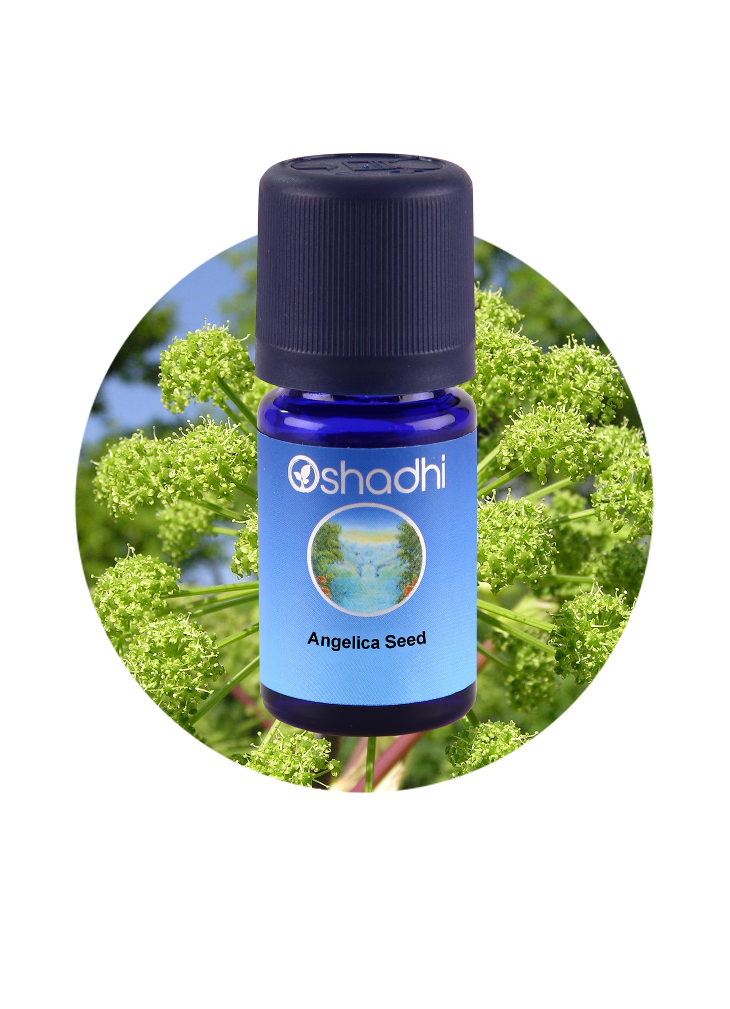 Angelica Seed