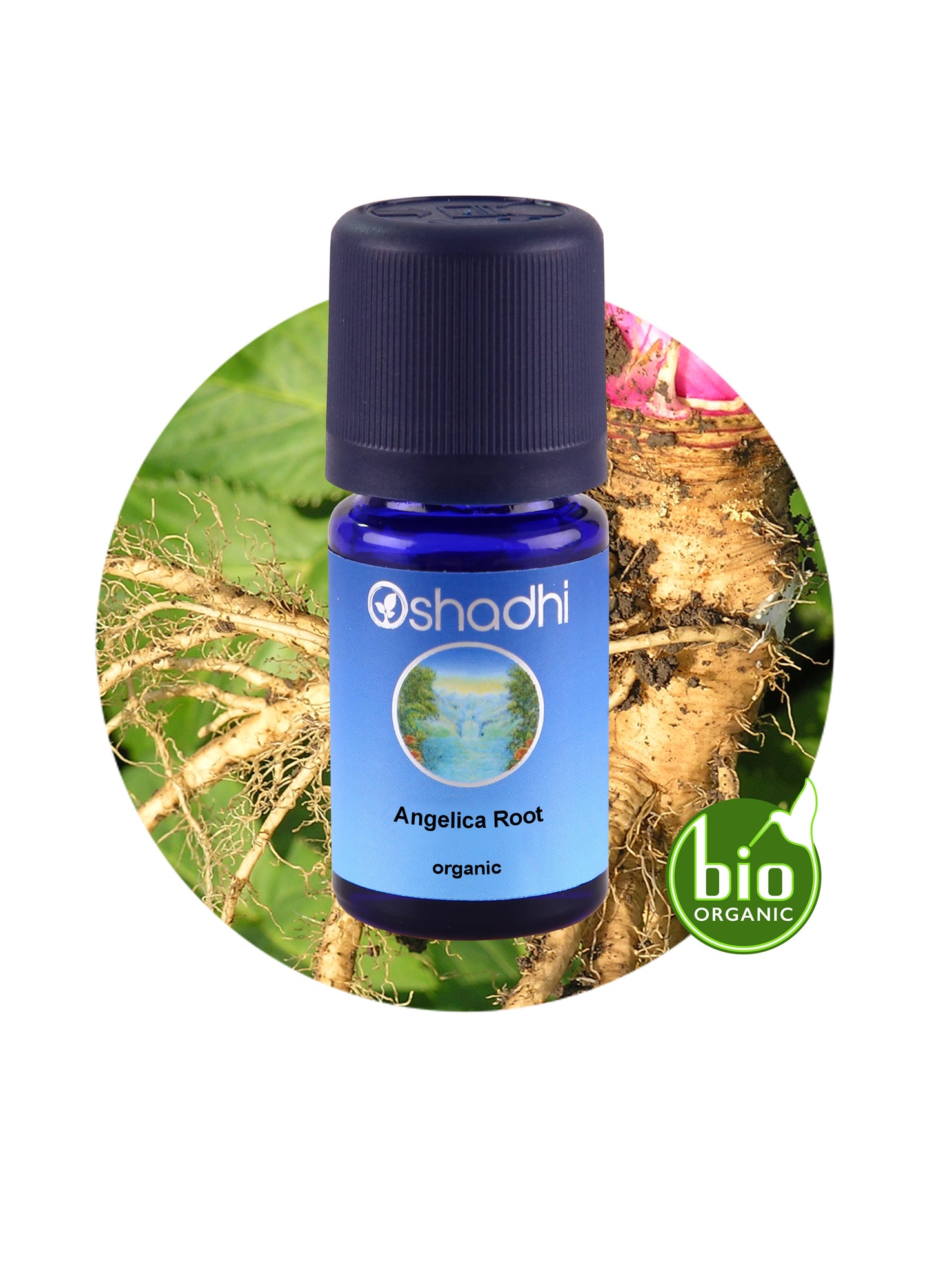 Angelica Root (organic)