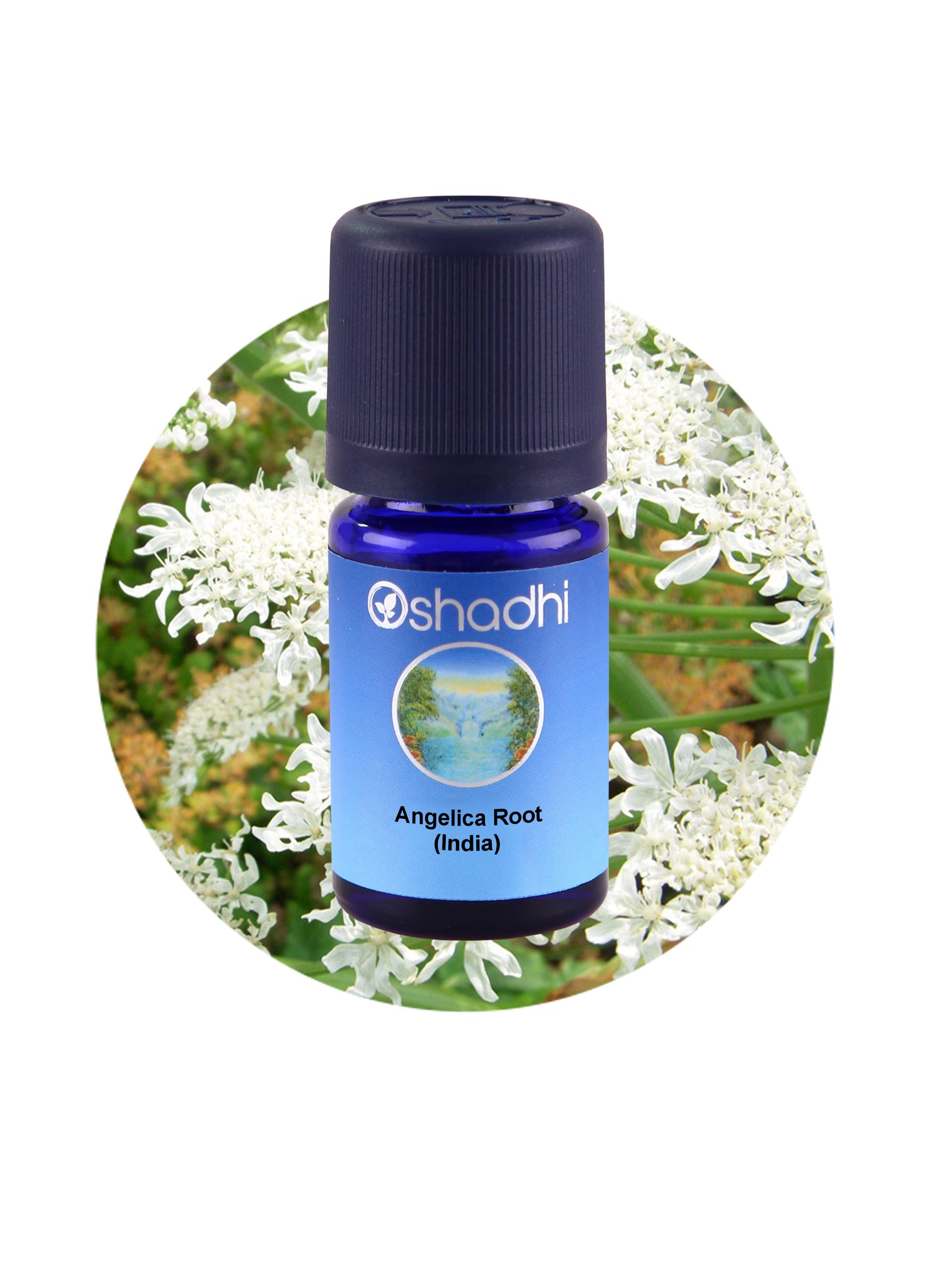 Angelica Root, India