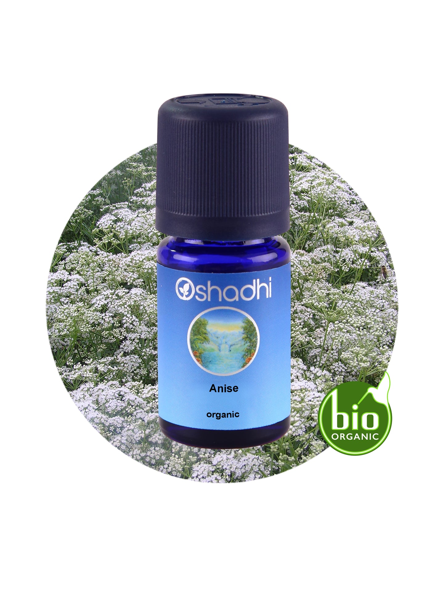 Anise (organic) *Clearance