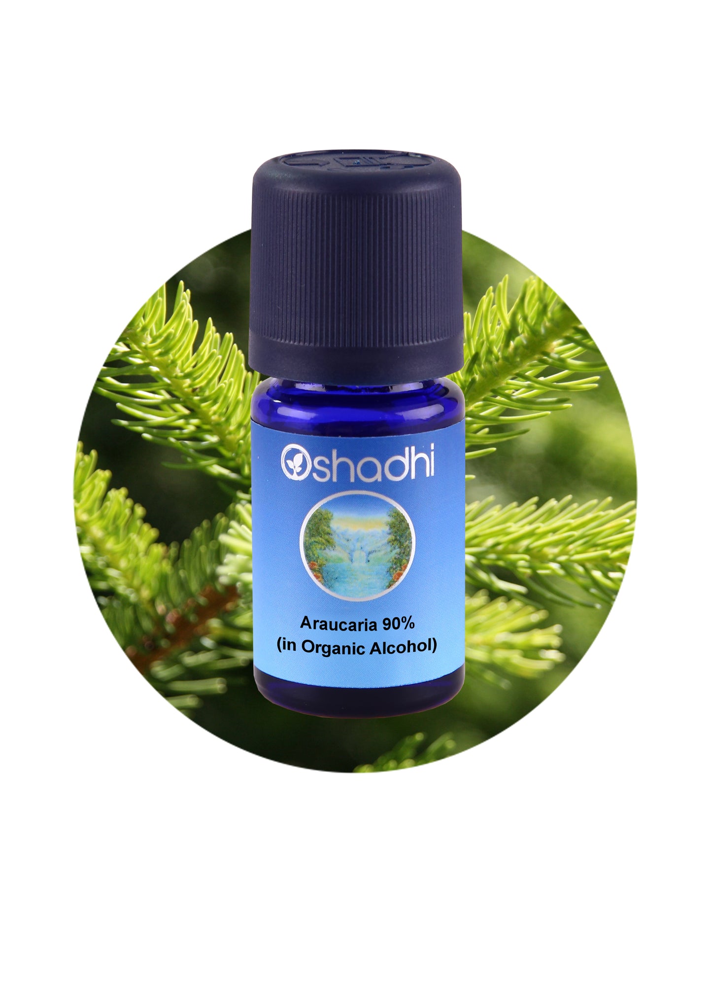 Araucaria (90% in organic alcohol)