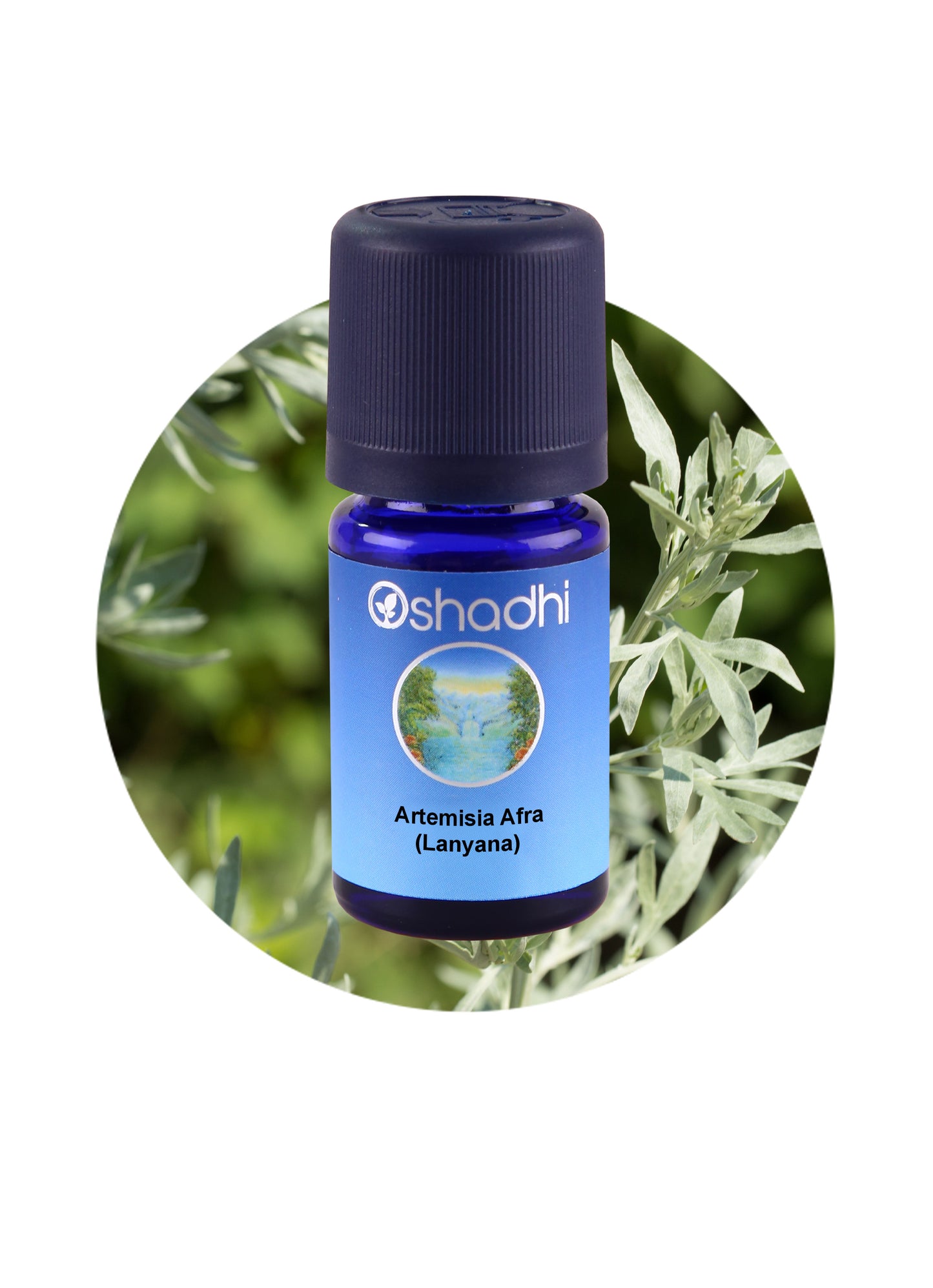 Artemisia afra (Lanyana)