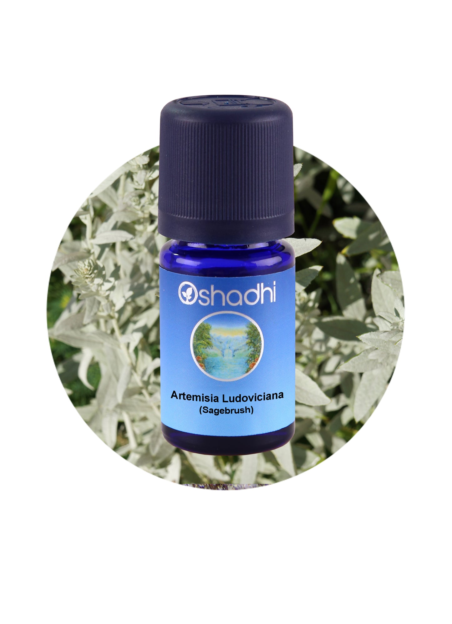 Artemisia Ludoviciana (Sagebrush)