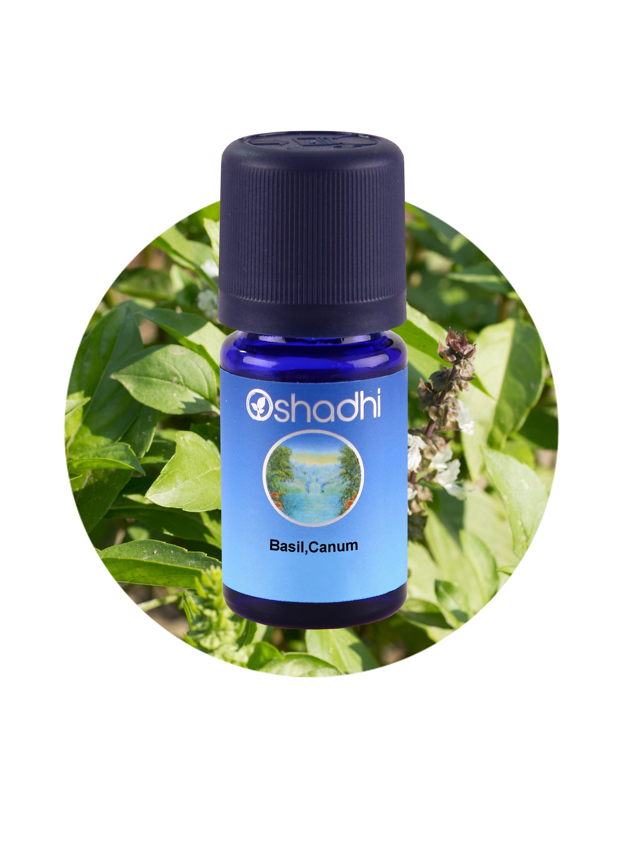 Basil canum Essential Oil Aroma Oshadhi Essential Oils