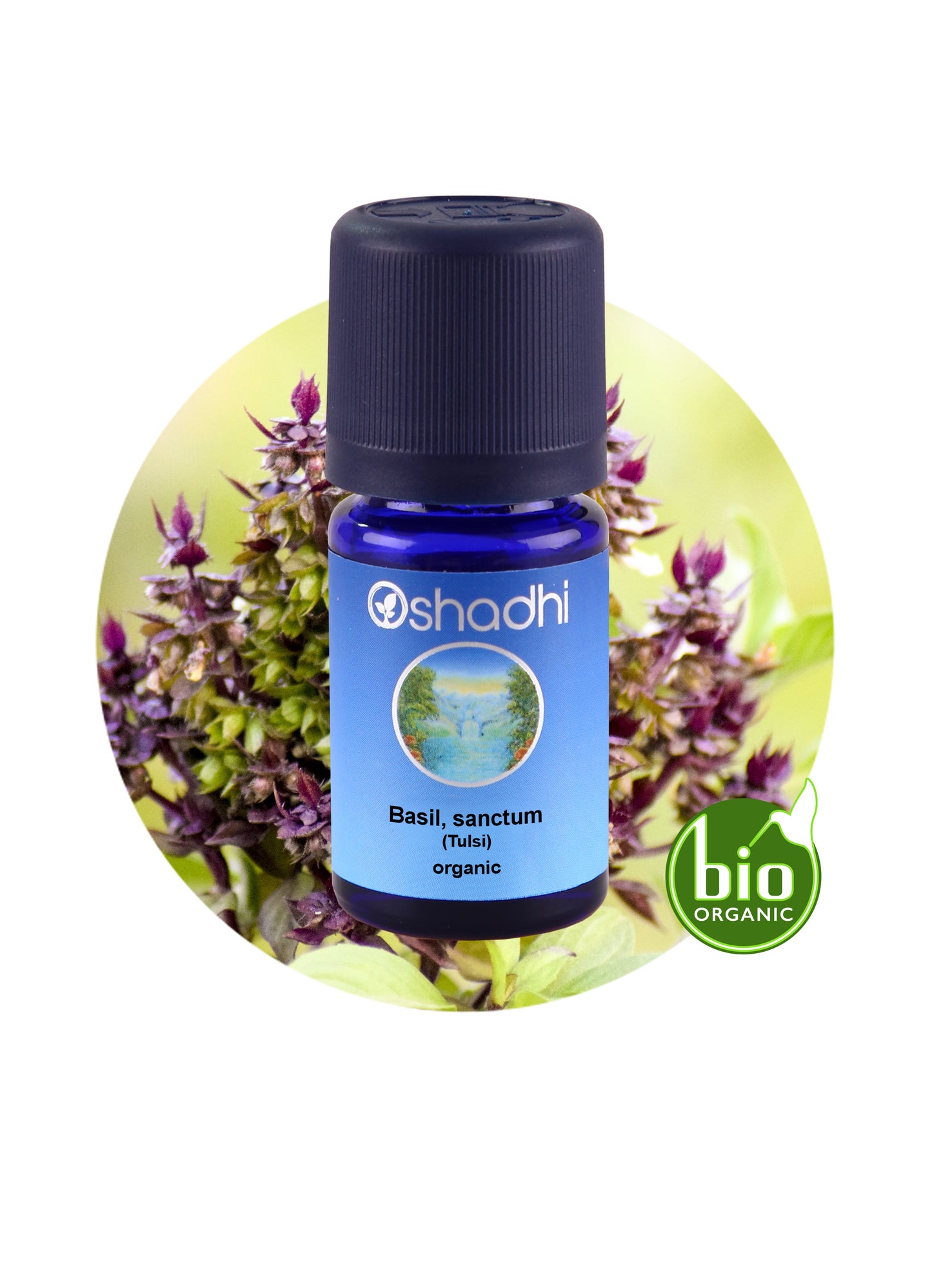 Basil, Holy / Tulsi (organic)