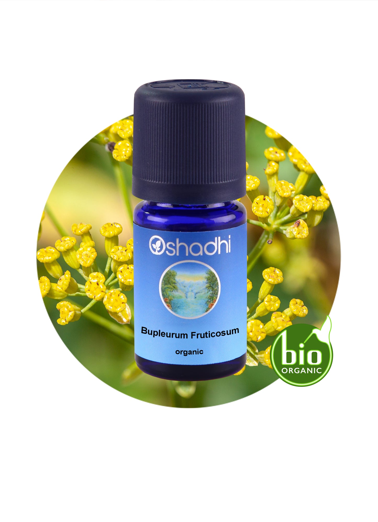 Bupleurum Fruticosum