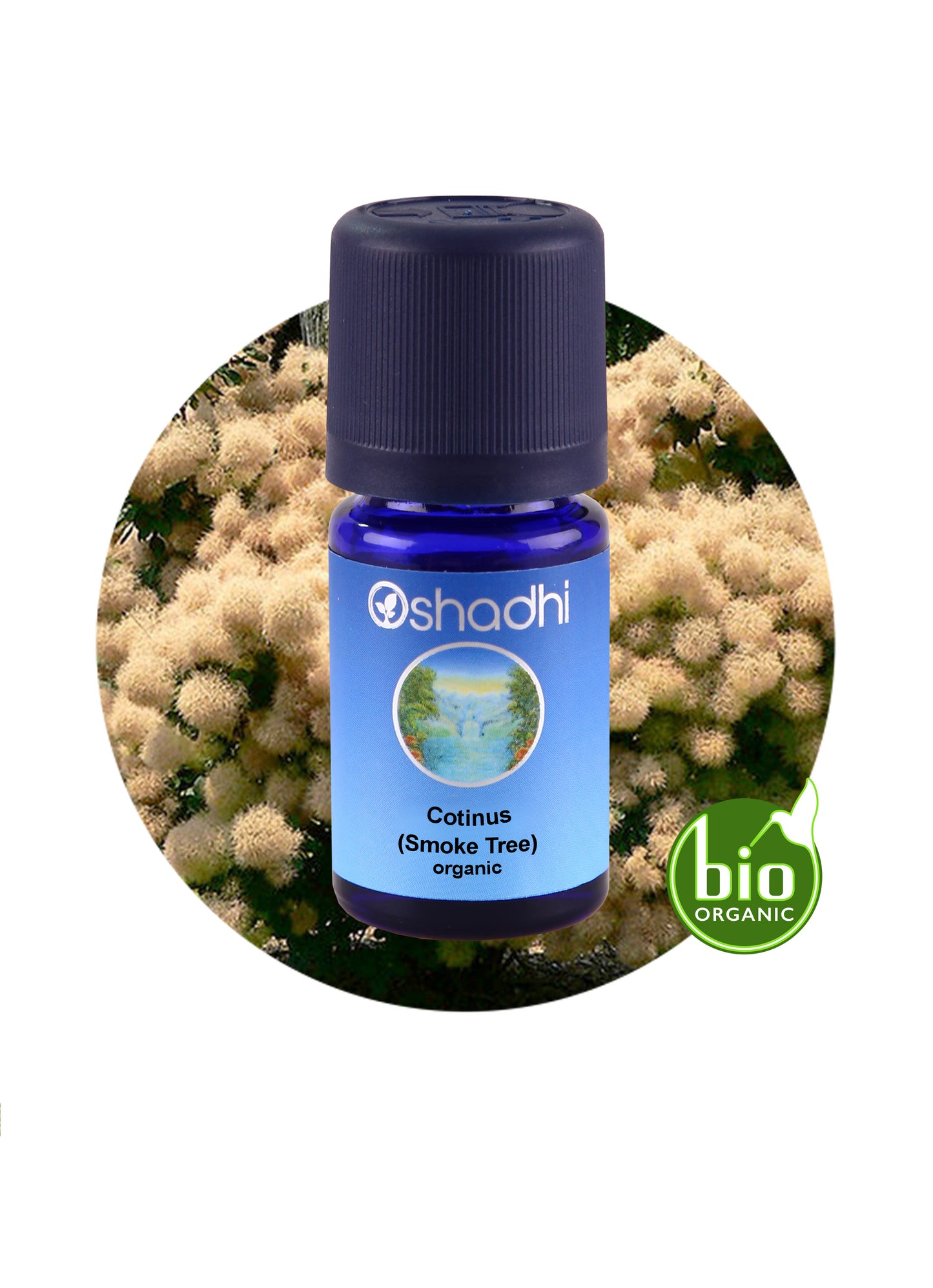 Cotinus / Smoke Tree (organic)