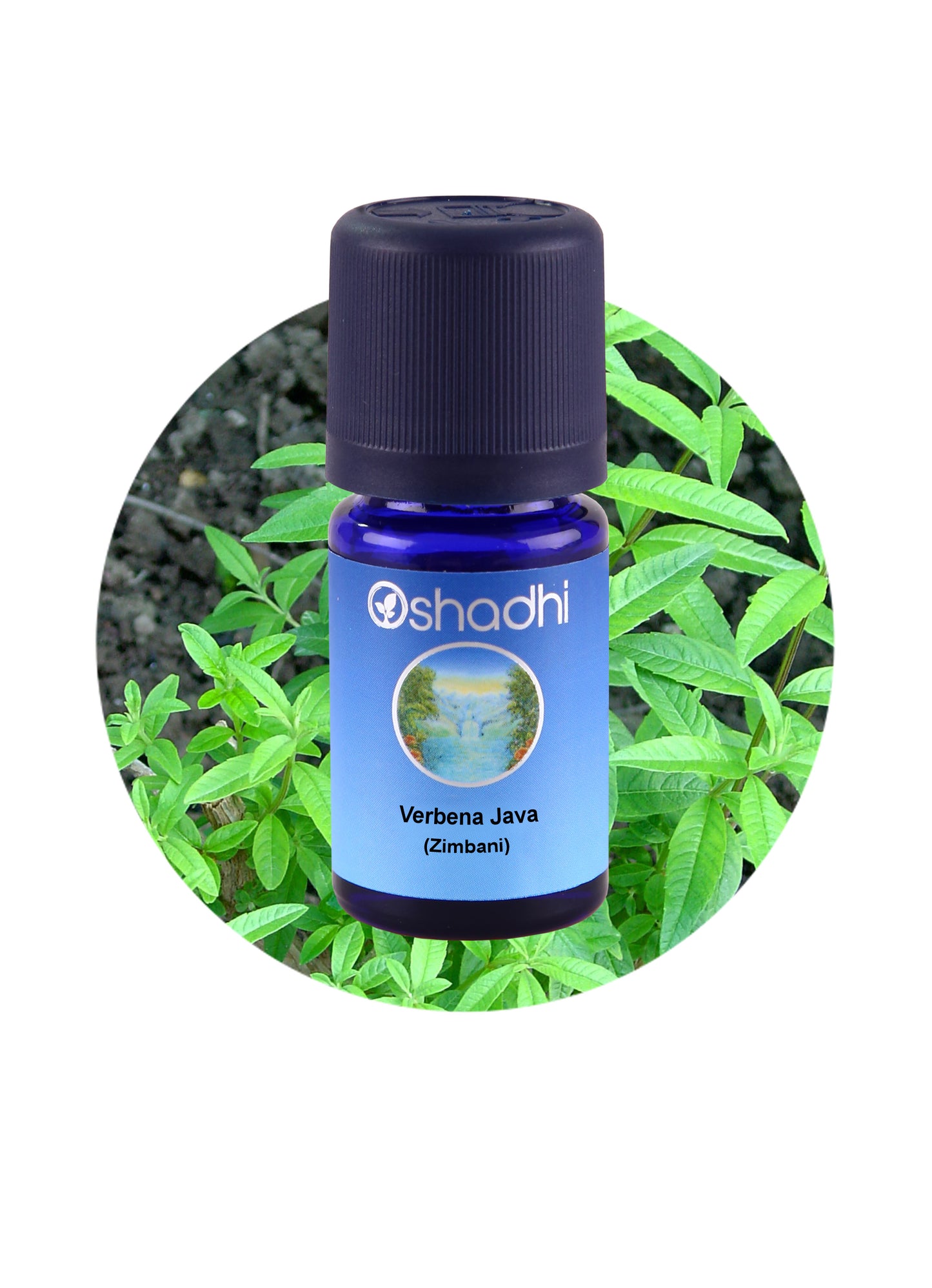 Verbena Java, Zimbani *Clearance