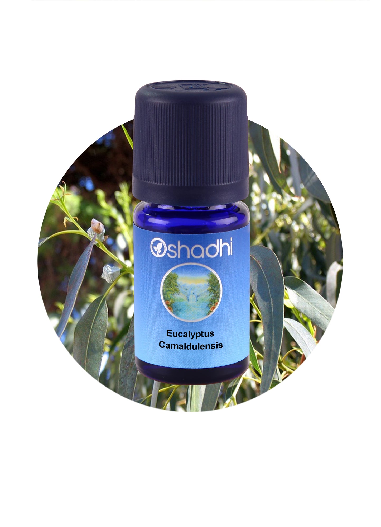 Eucalyptus Camaldulensis