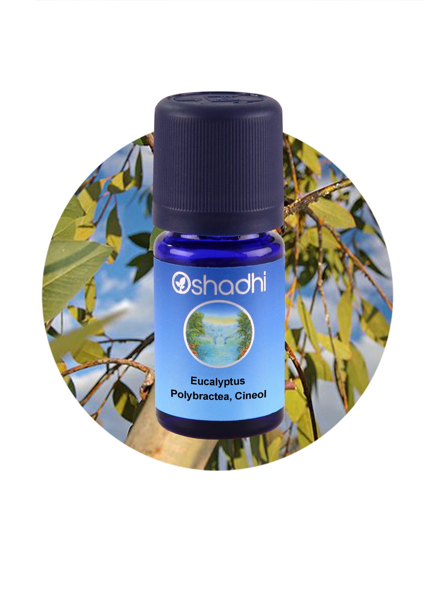 Eucalyptus Polybractea, Cineol *Clearance