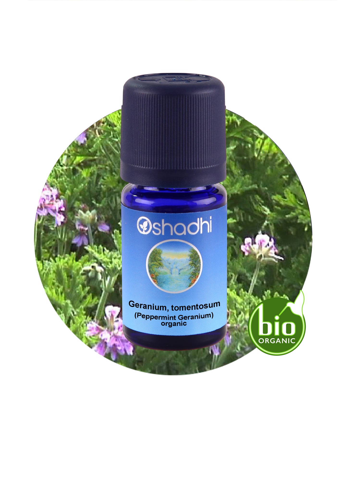 Geranium, Peppermint / Geranium tomentosum (Organic)