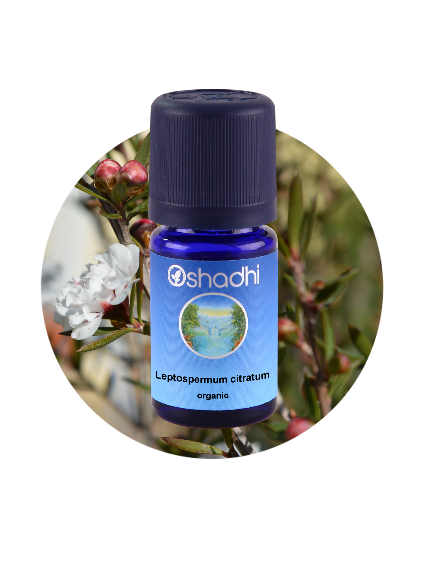 Tea Tree, Lemon / Leptospermum citratum (organic)