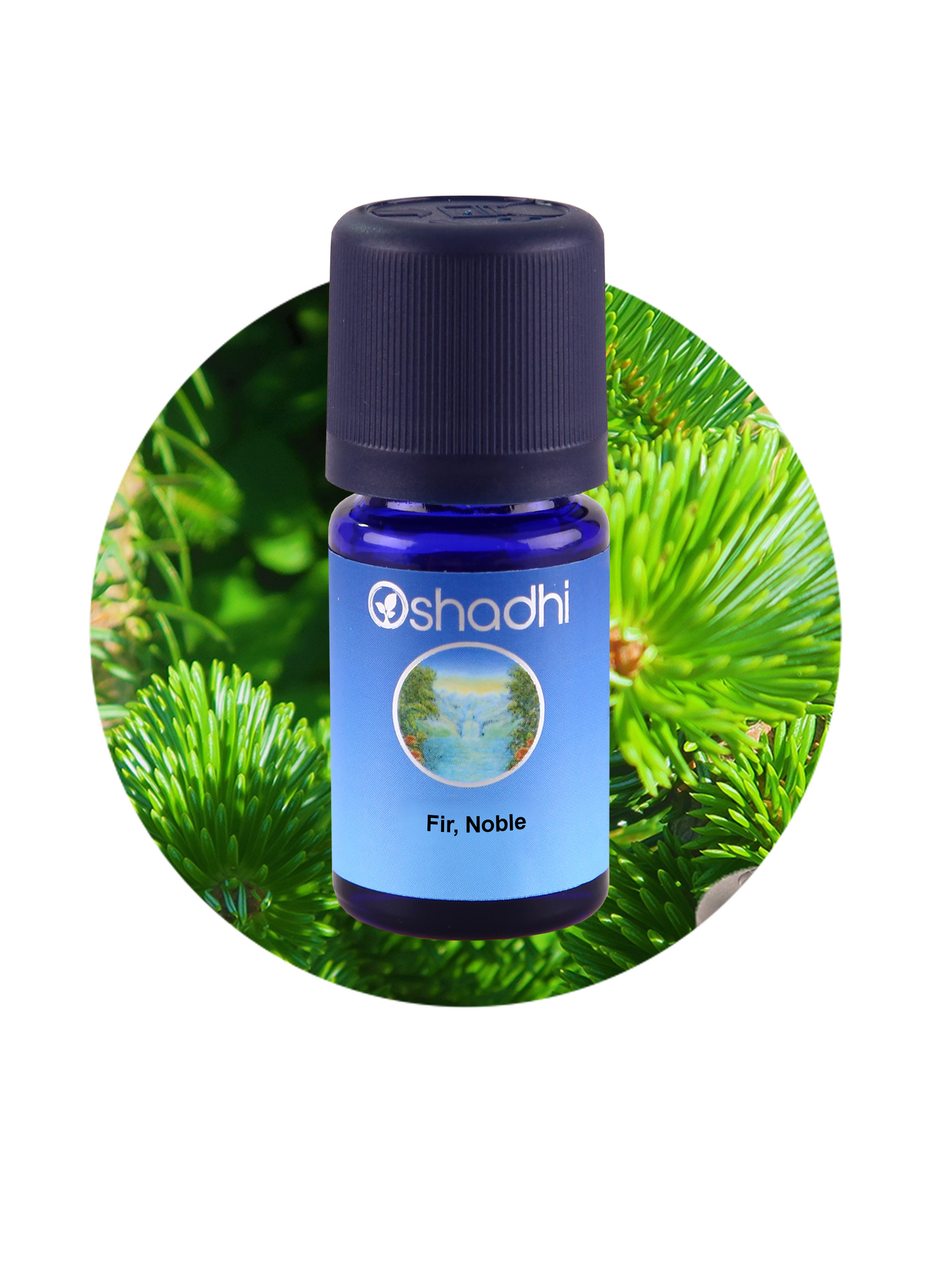 Noble Fir Essential Oil – 100% Pure & Wild-Harvested