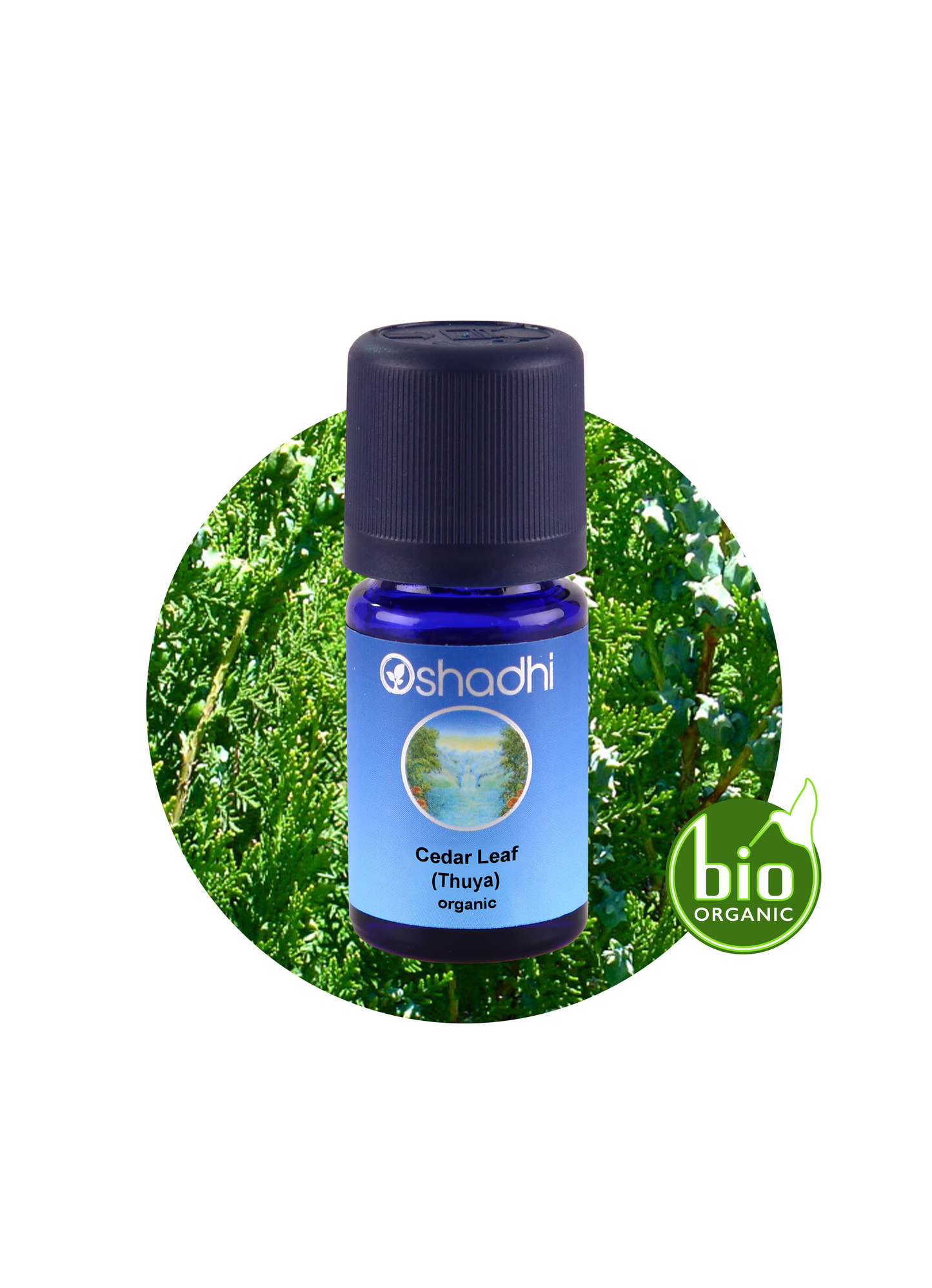 Cedar Leaf / Thuja (organic)