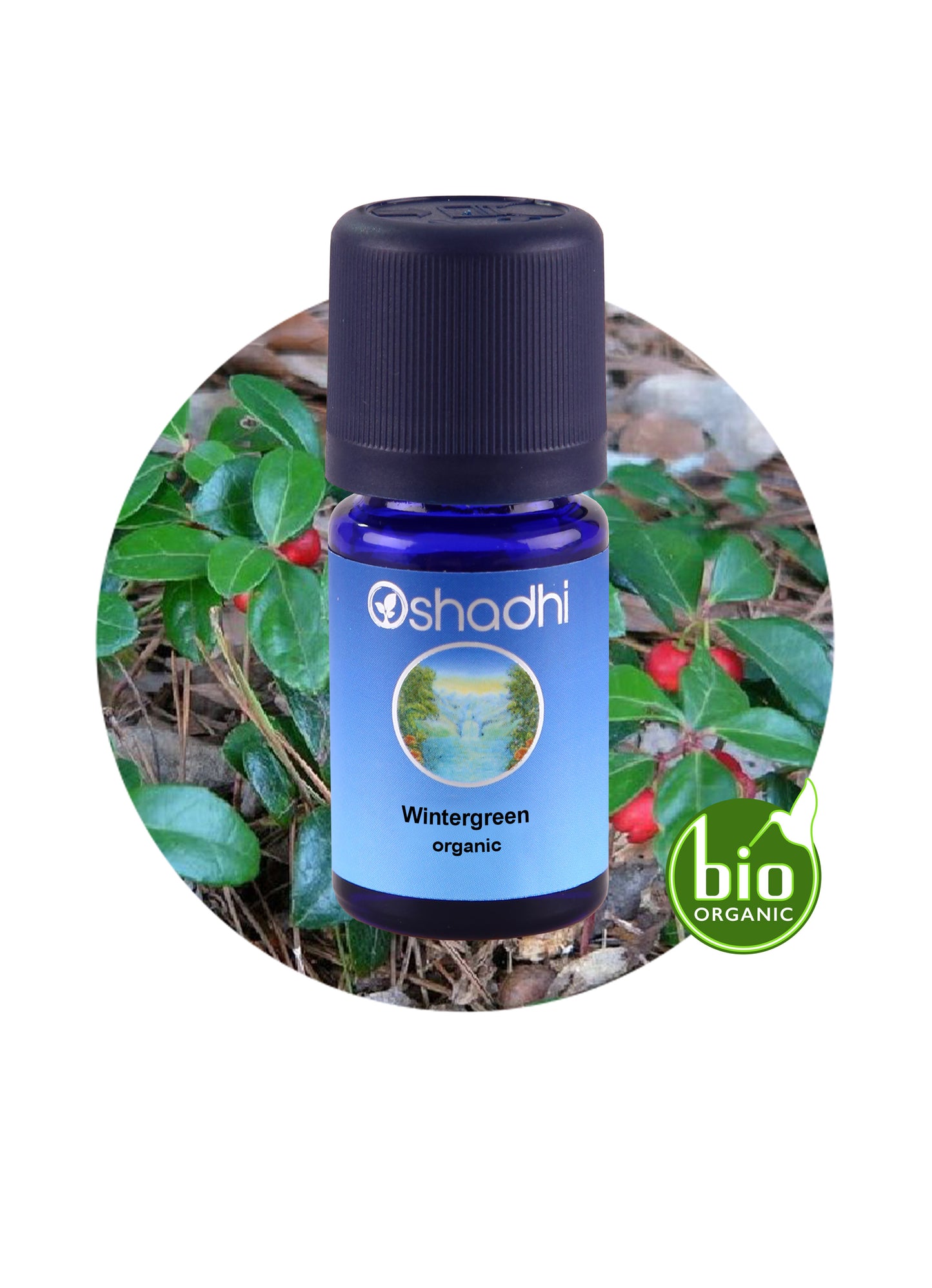 Wintergreen (organic) *Clearance