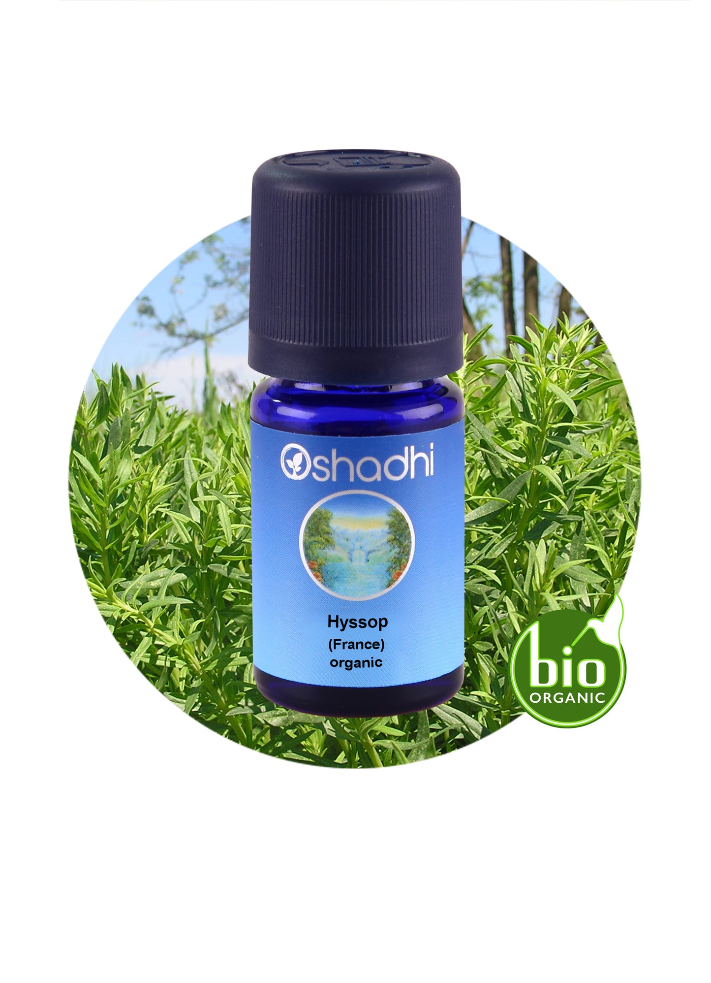 Hyssop, France (organic) *Clearance