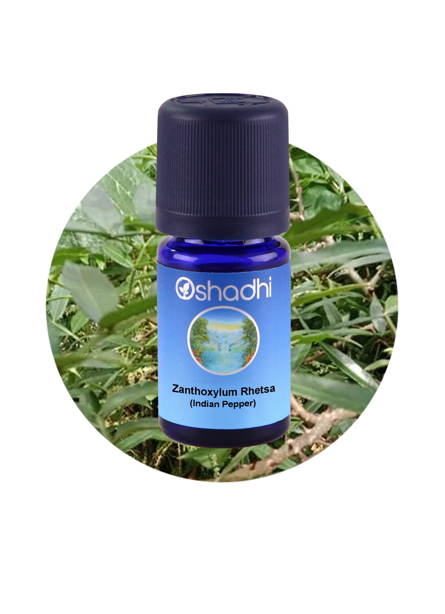 Pepper, Indian / Zanthoxylum rhetsa