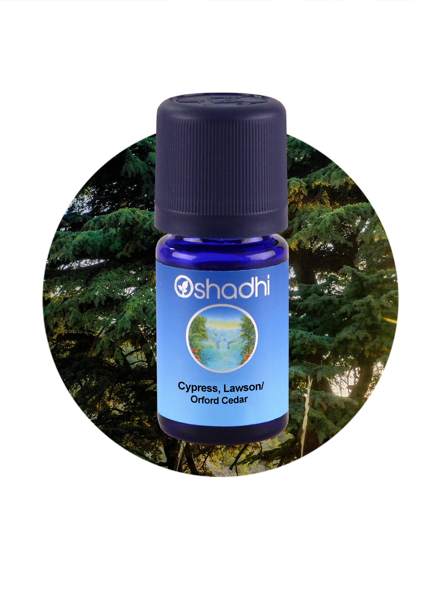 Cypress, Lawson / Port Orford Cedar