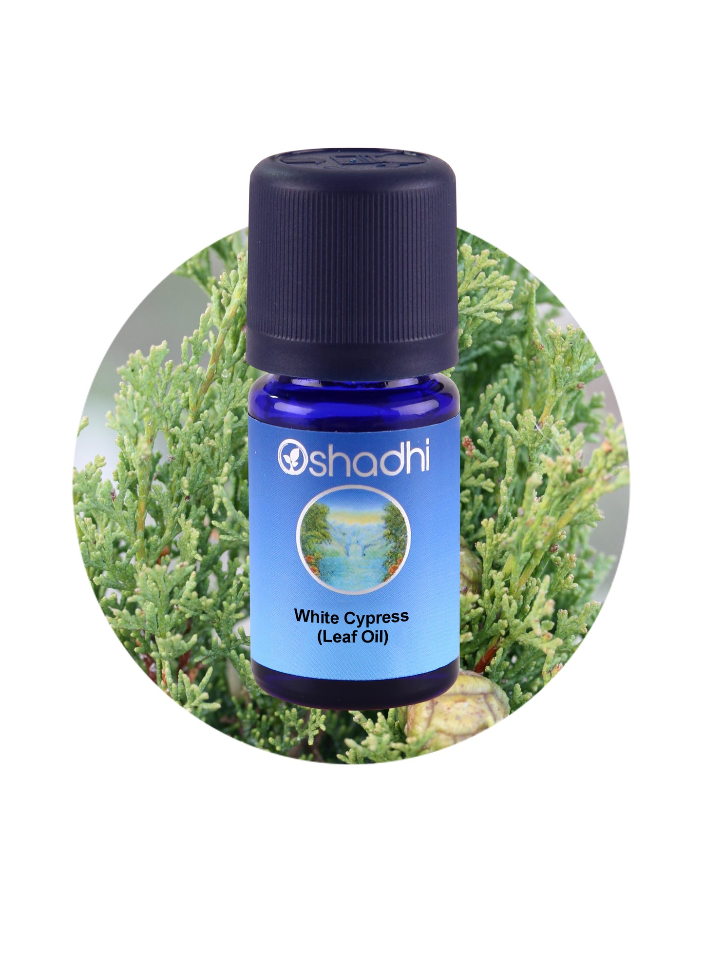 Cypress, White, Leaf *Clearance