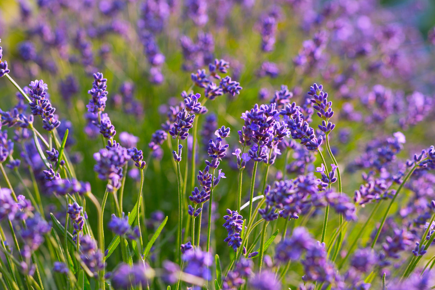 Lavendel.jpg__PID:dd1d7d0a-8fe9-45da-a881-3a15e89c3539