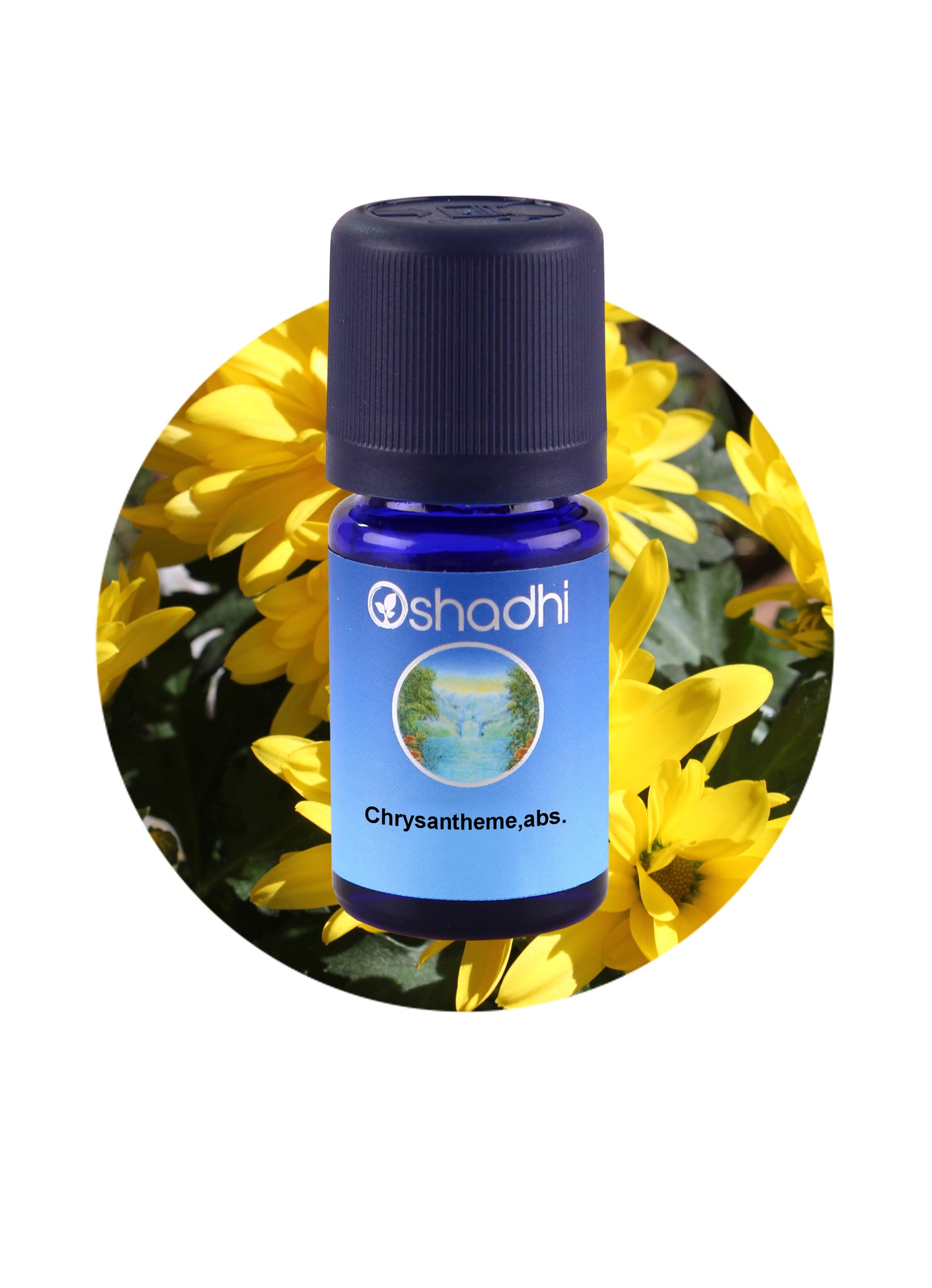 Chrysantheme (absolute) *Clearance