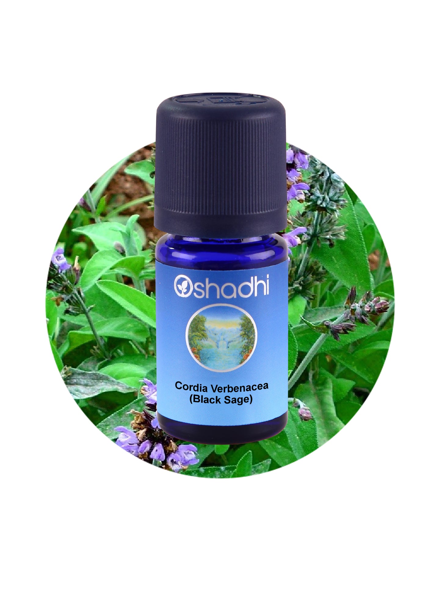 Sage, Black / Cordia Verbenacea