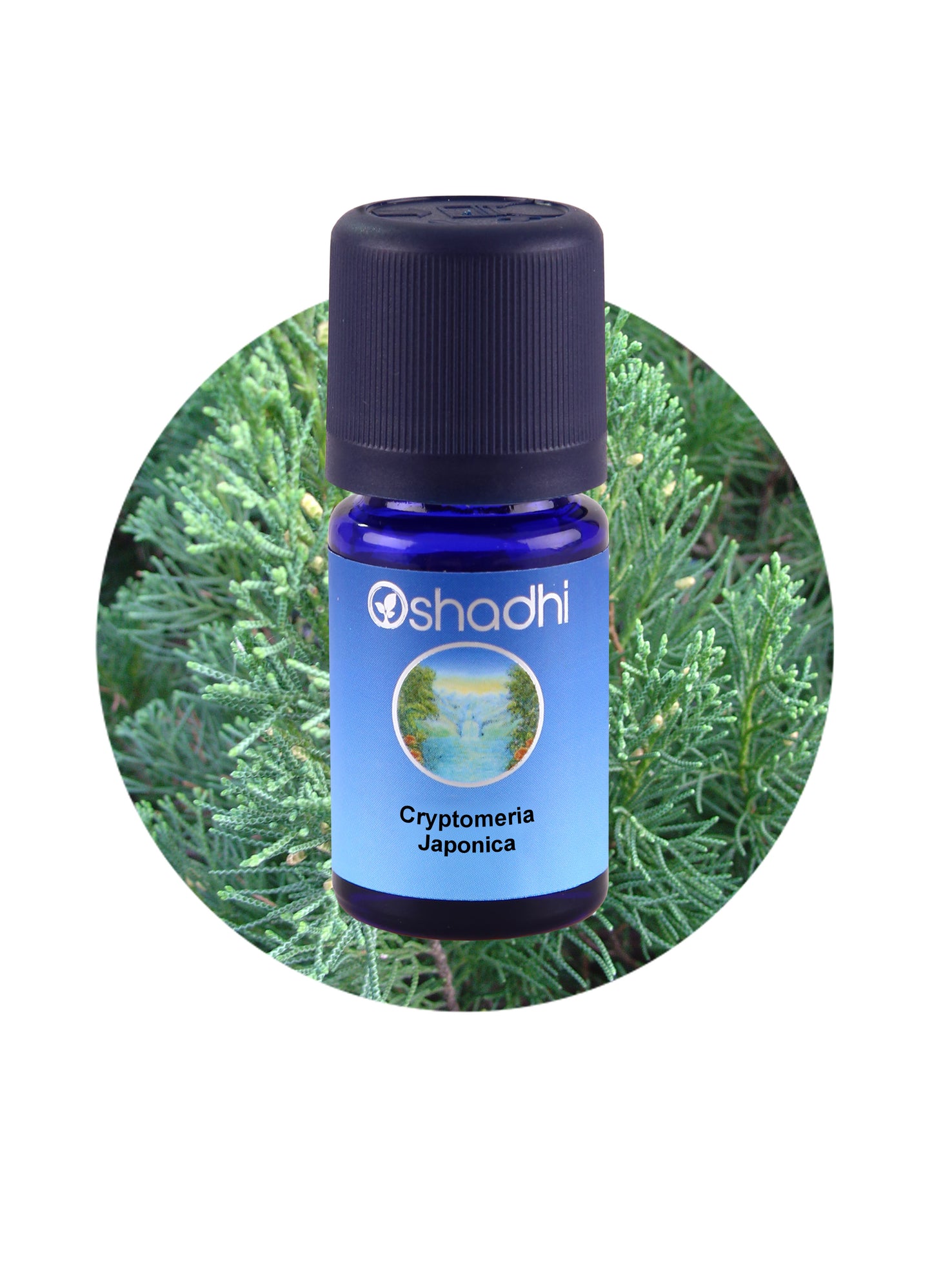 Cedar, Japanese / Cryptomeria Japonica