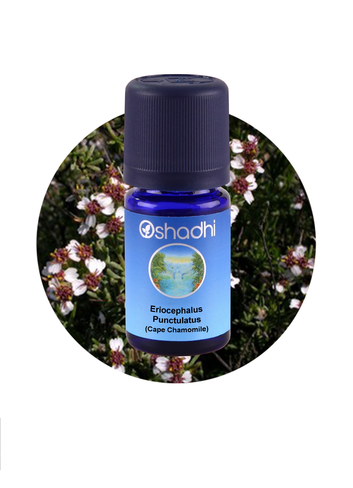 Cape Chamomile / Eriocephalus punctulatus