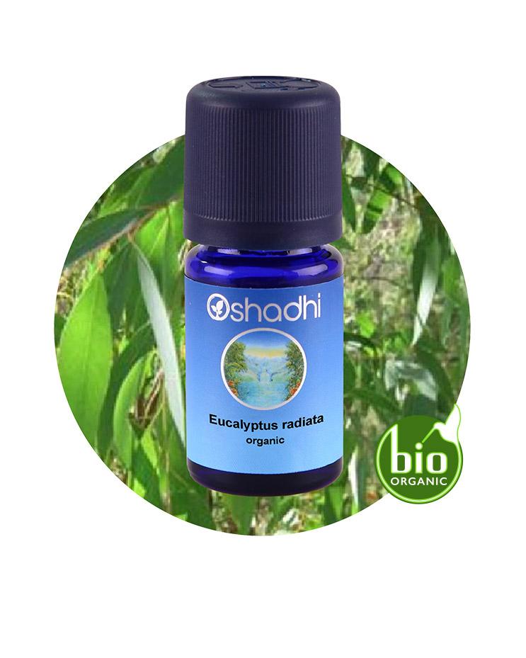 Eucalyptus Radiata (organic) *Clearance