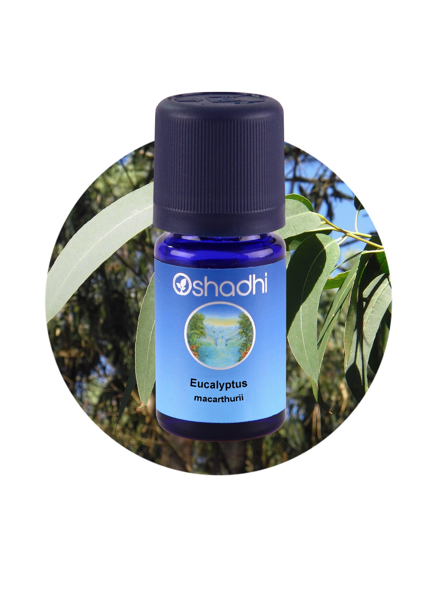 Eucalyptus Macarthurii *Clearance