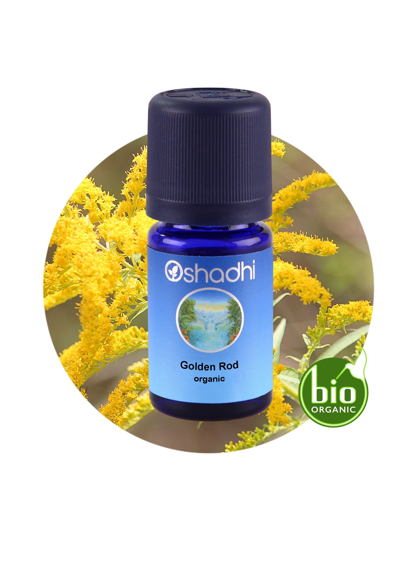 Golden Rod (organic)