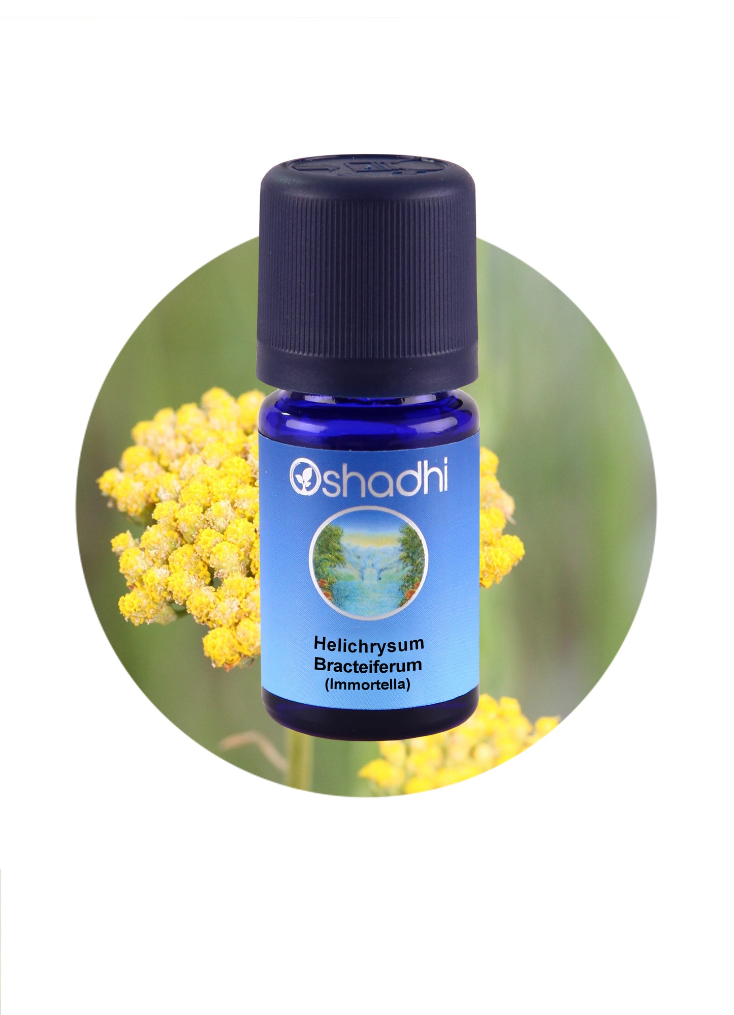 Helichrysum Bracteiferum (Immortella)