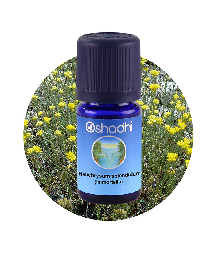 Helichrysum Splendidum / Immortella (Wild)