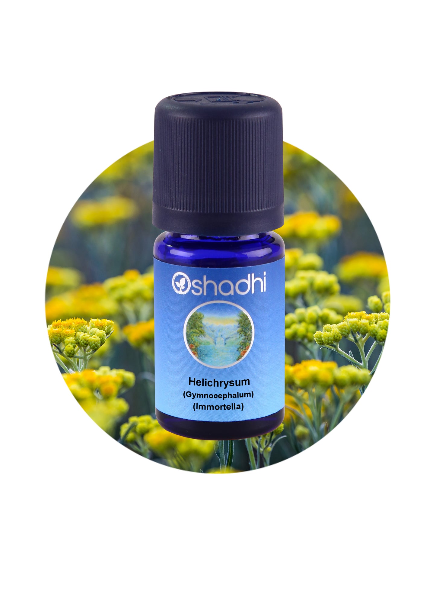 Helichrysum Gymnocephalum / Immortella (wild)