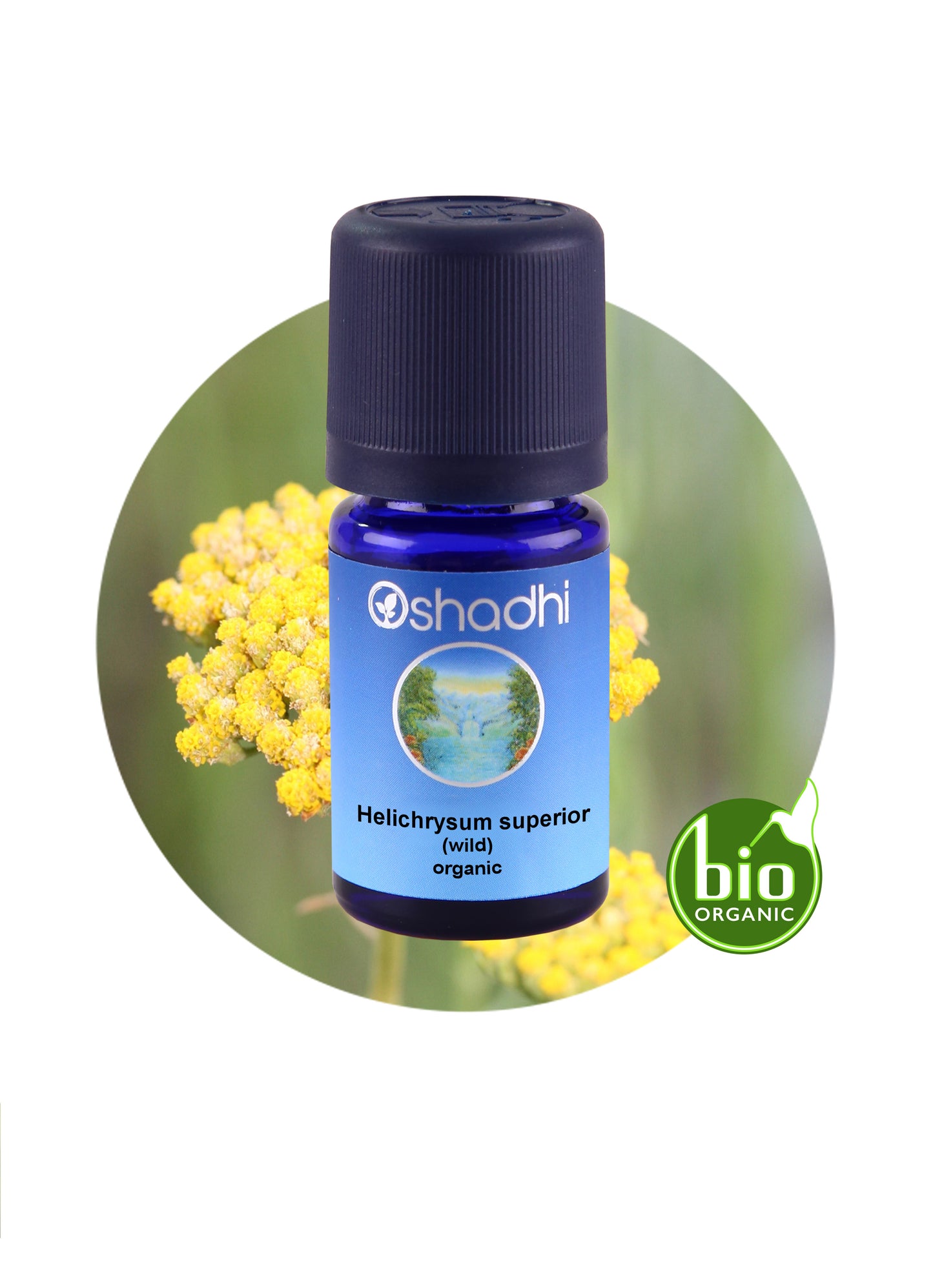 Helichrysum Italicum, Superior (wild, organic)