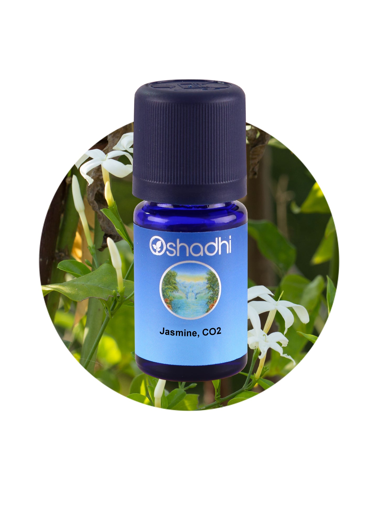 Jasmine, Sambac (CO2)