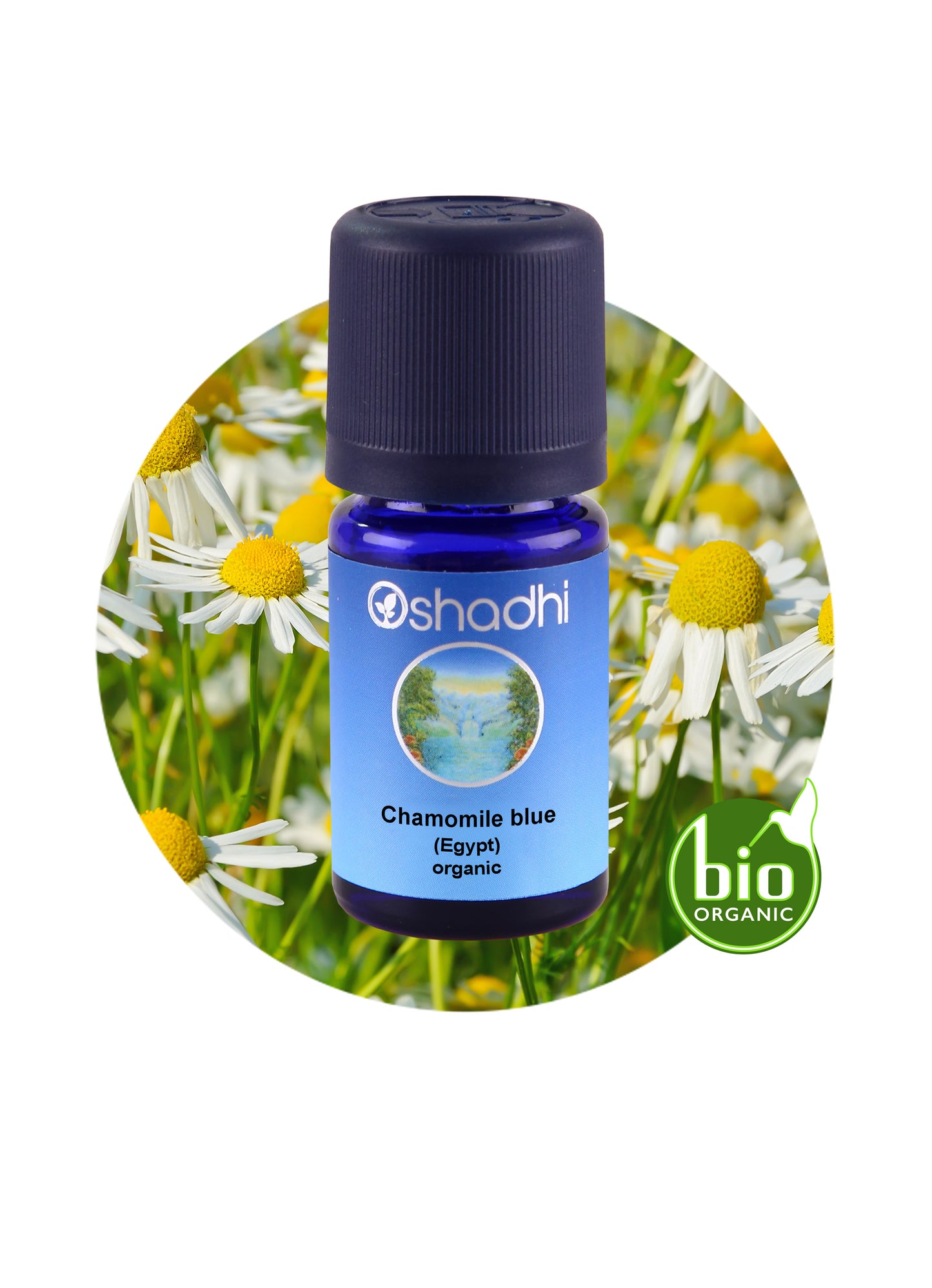Chamomile Blue, Egypt (Organic)
