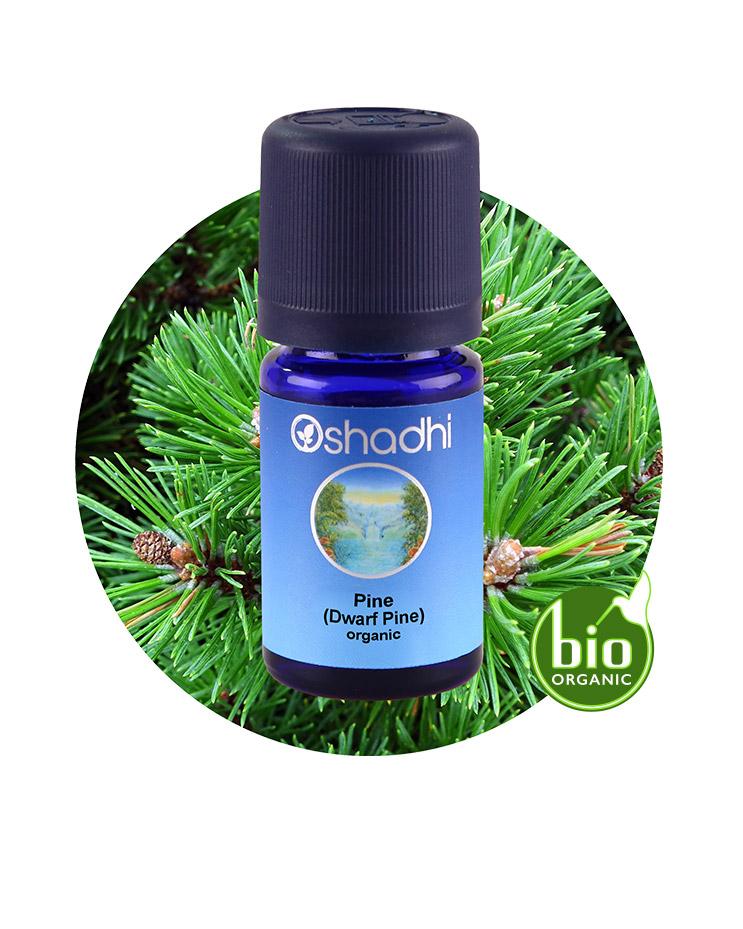 Pine, Dwarf (organic)