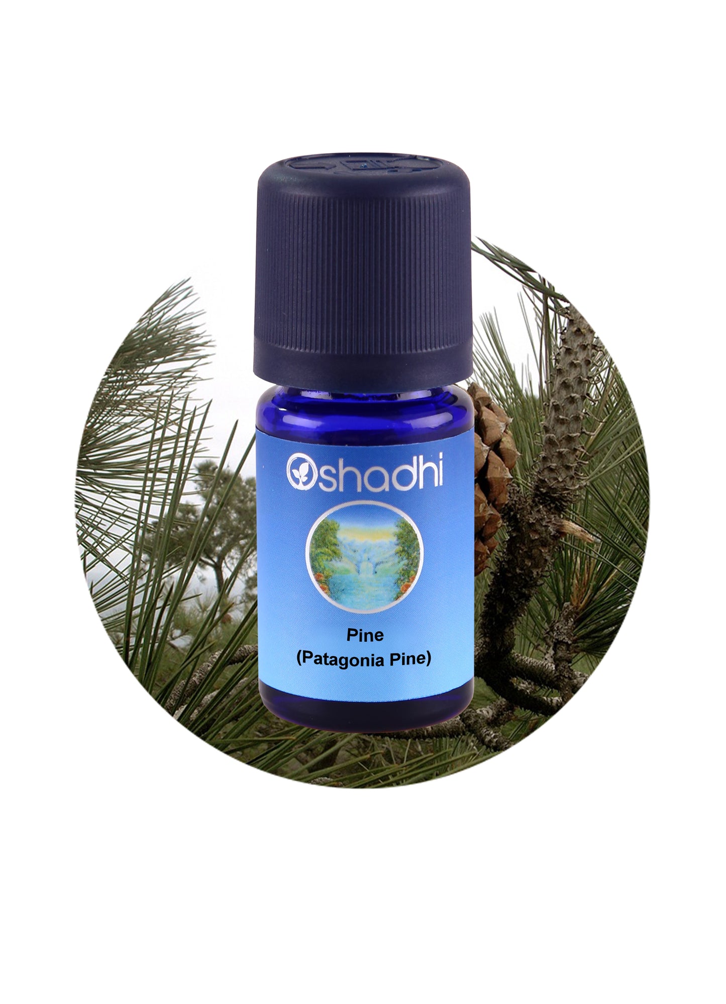 Pine, Patagonia (Ponderosa)