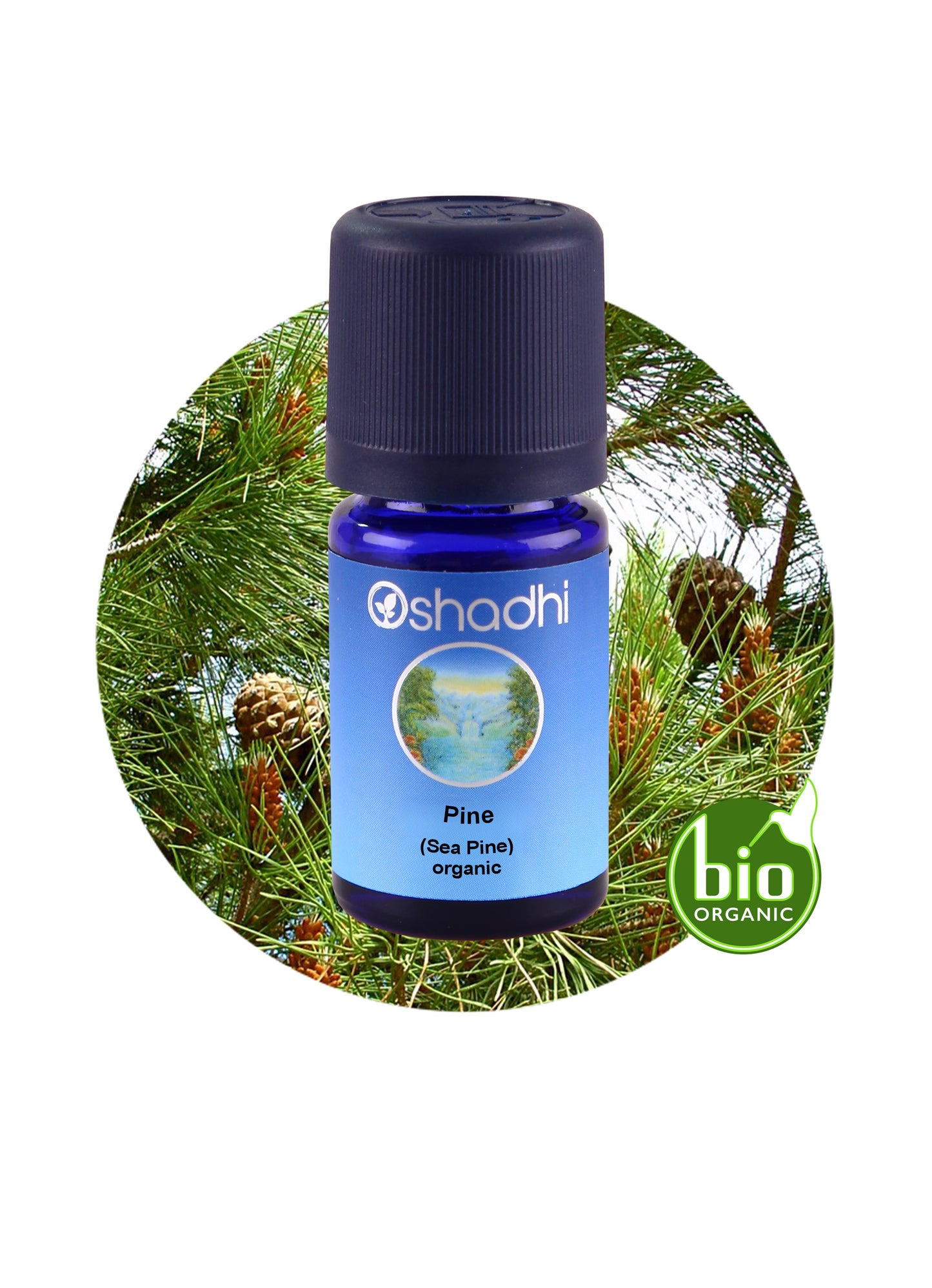 Sea Pine Essential Oil – 100% Pure & Organic