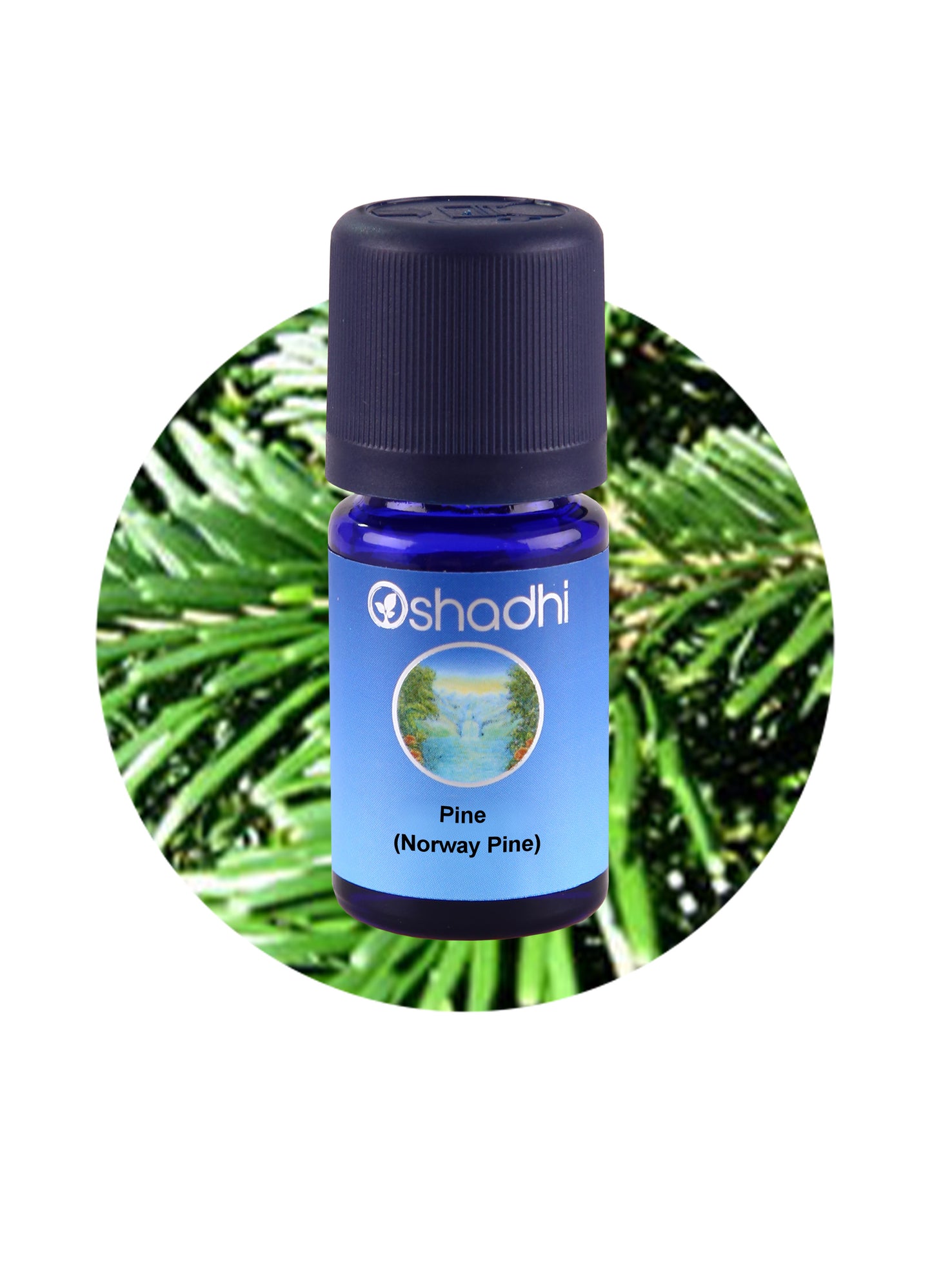 Norway Pine Essential Oil – 100% Pure & Organic