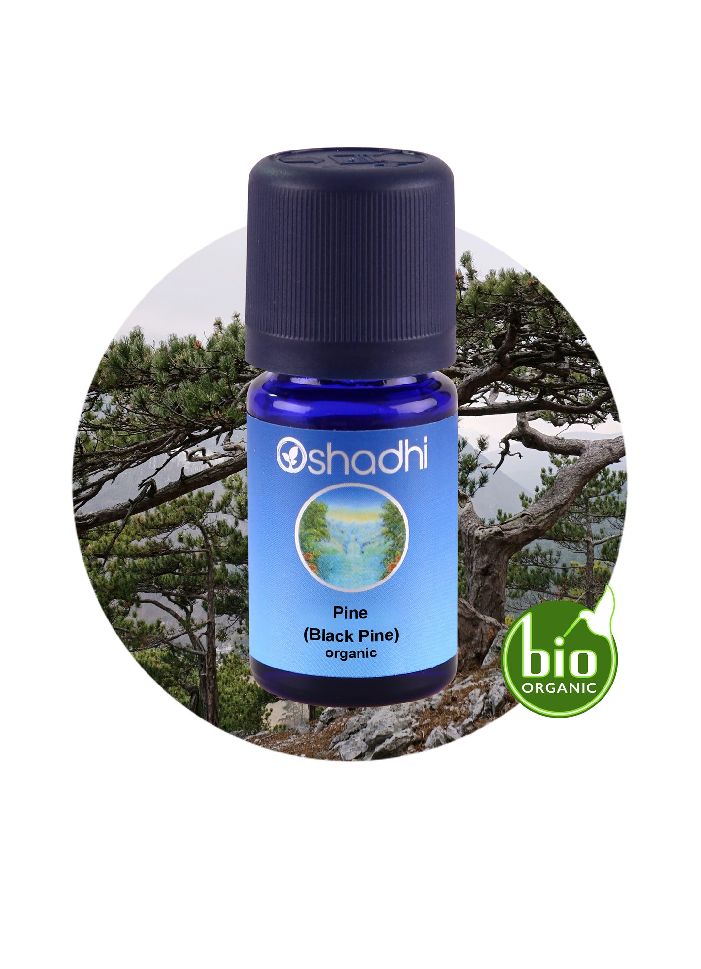 Pine, Black (organic)