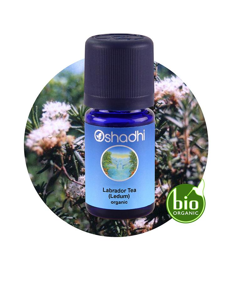 Labrador Tea (Ledum) organic