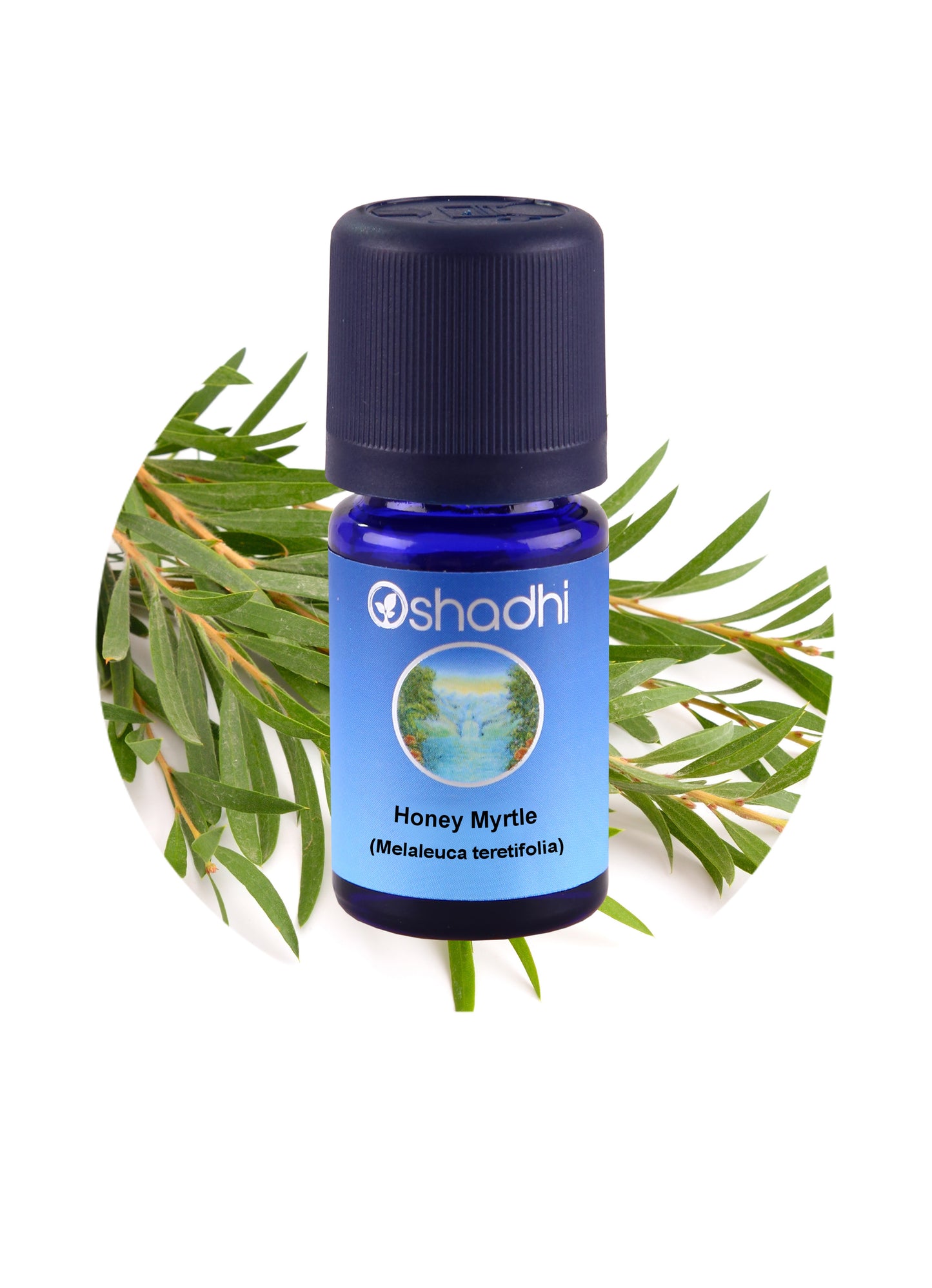 Honey Myrtle (Melaleuca teretifolia)