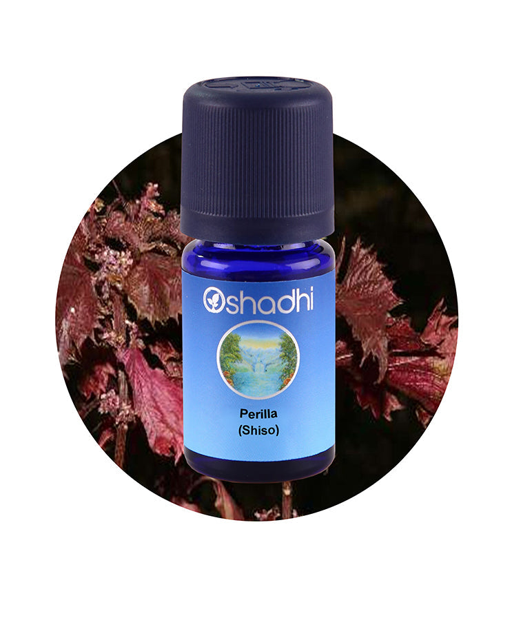 Perilla / Shiso