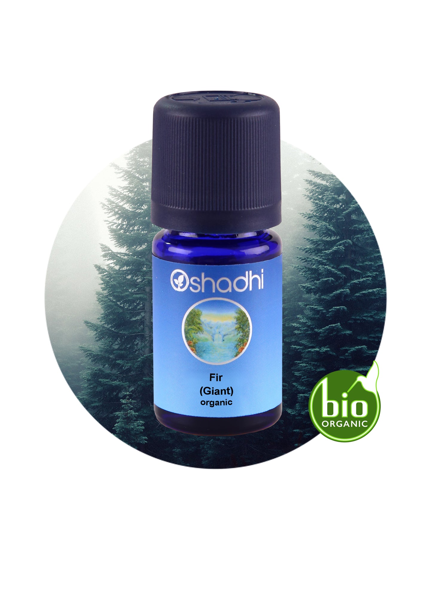 Giant Fir Essential Oil – 100% Pure & Organic