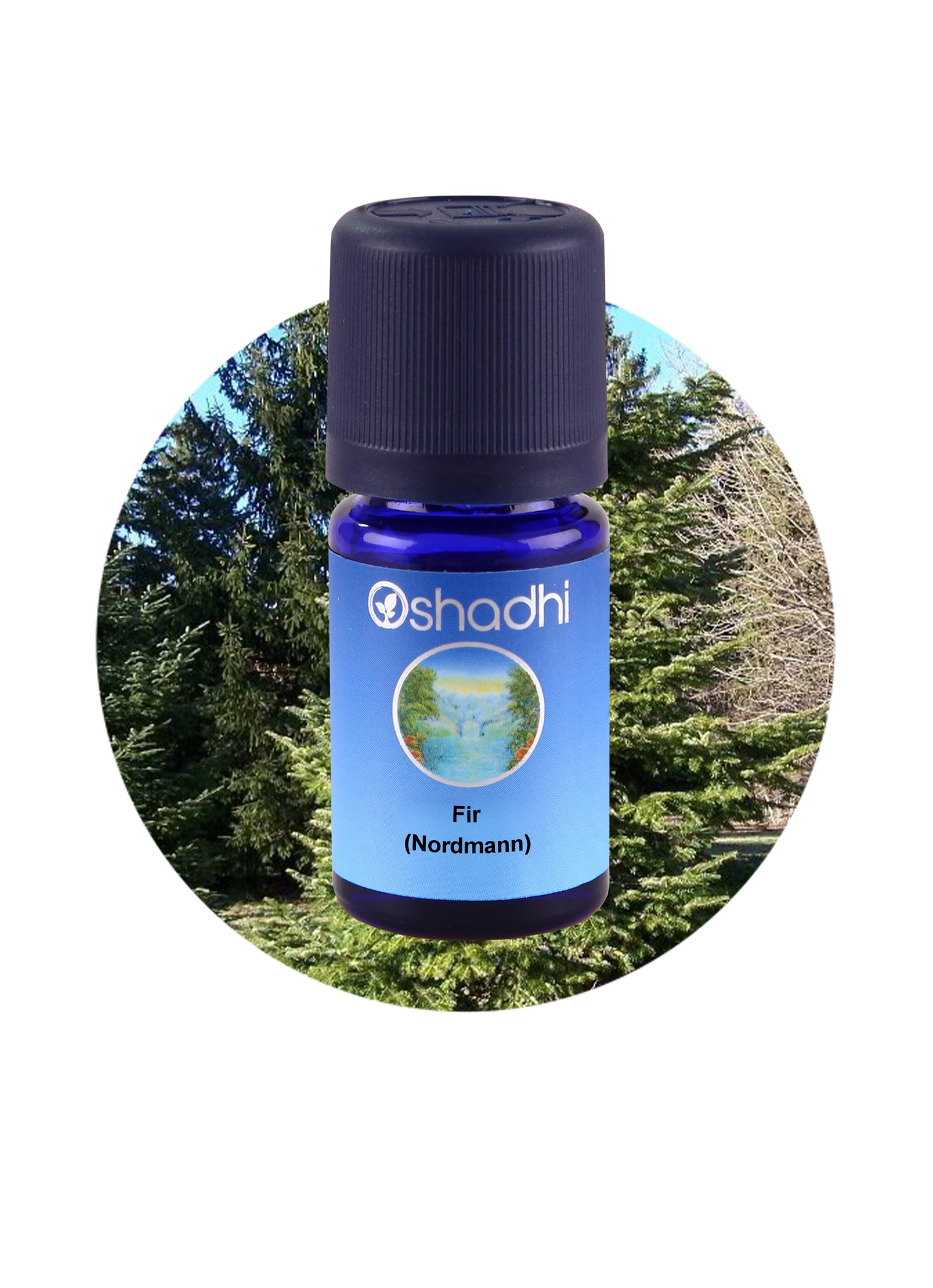 Fir Essential Oil – 100% Pure & Wild-Harvested *Clearance