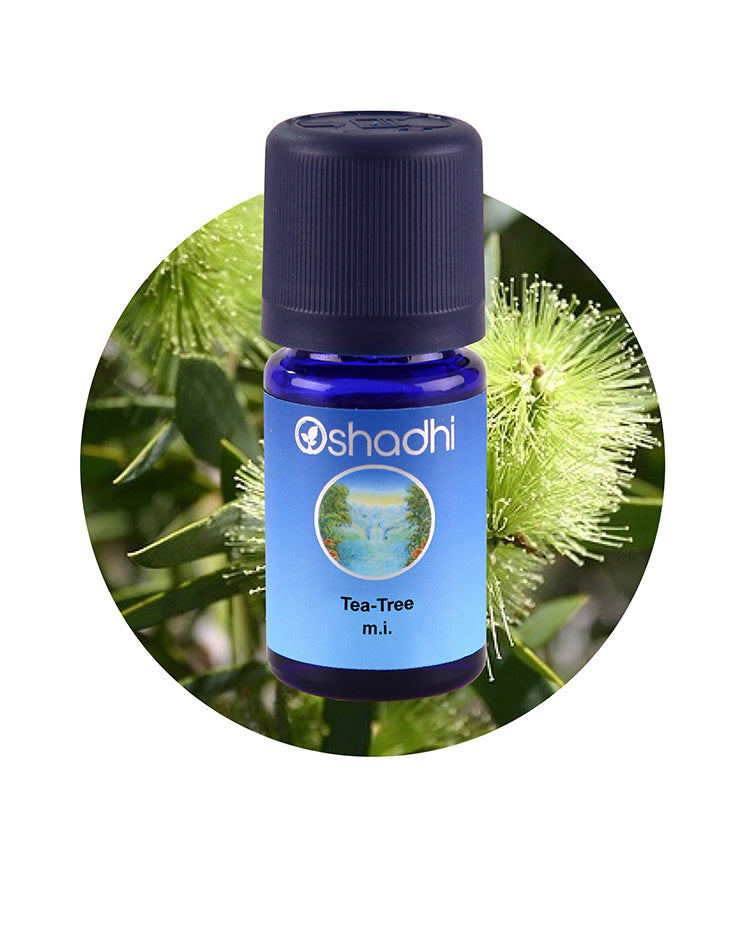 Tea Tree, M.L. / Melaleuca linariifolia *Clearance