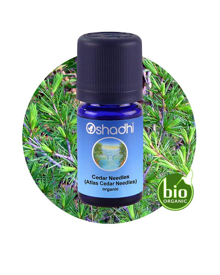 Cedar Needles, Atlas (organic)