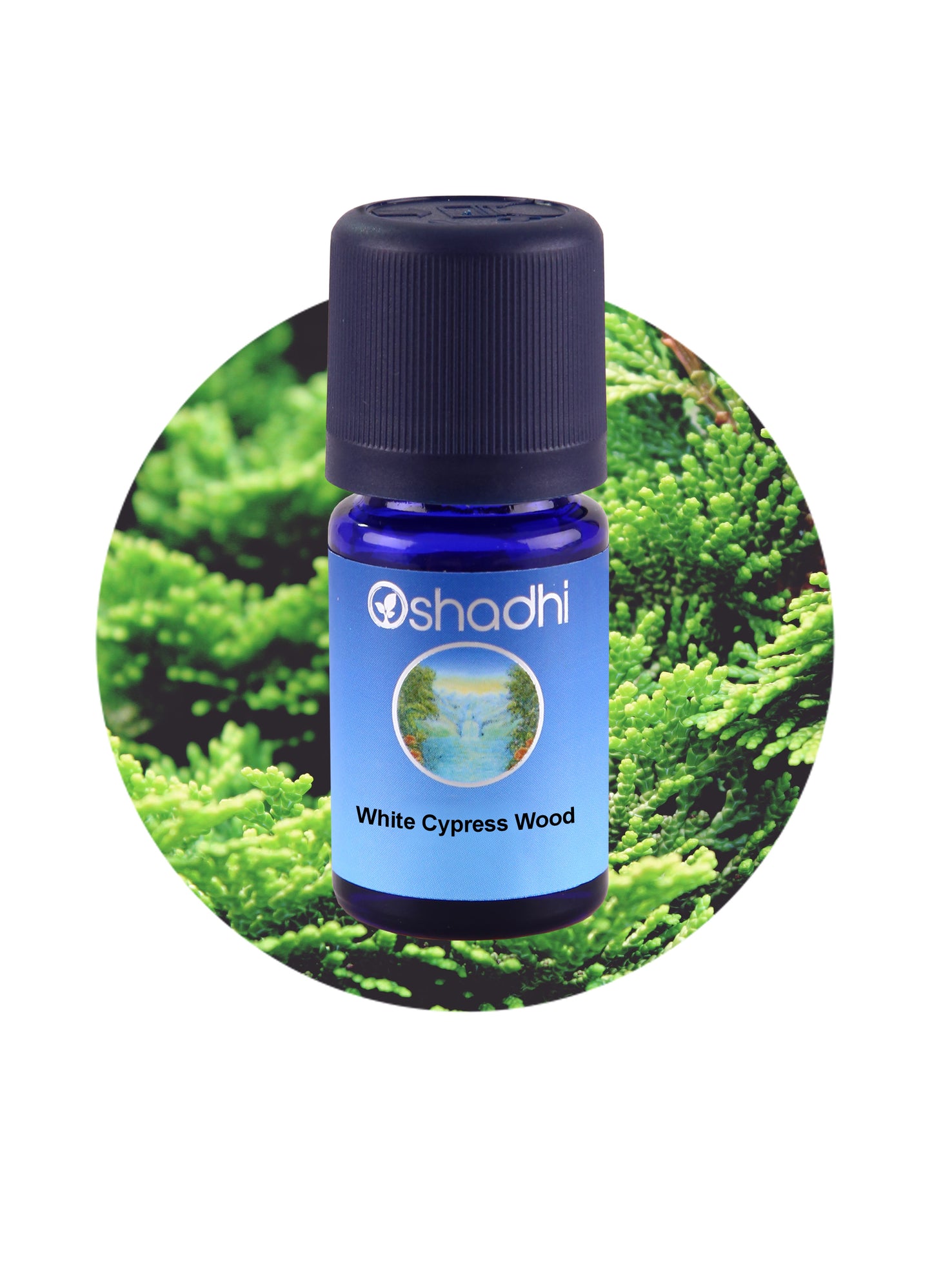 Cypress, White, Wood